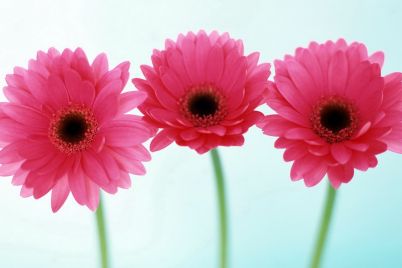 Three-pink-daisies.jpeg