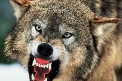 angry-wolf.jpg