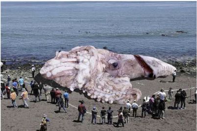 giant-squid-hoax_75355_990x742.jpg